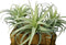 Artificial Air Plants, Faux Succulents Unpotted, Small Tillandsia Look Real in Flocked Green, Premium Crafting DIY