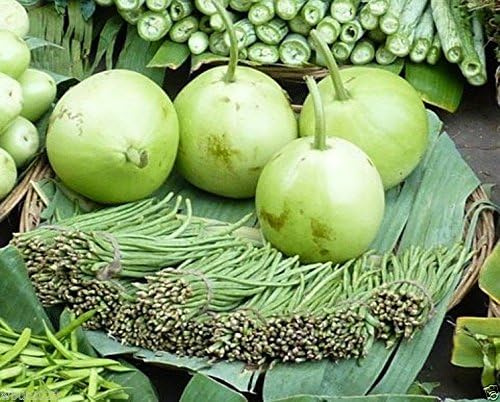 Asian Vegetable 10 Seeds "Calabash Round" Edible Bottle Gourd Gaguava Bean, Opo,