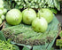 Asian Vegetable 10 Seeds "Calabash Round" Edible Bottle Gourd Gaguava Bean, Opo,