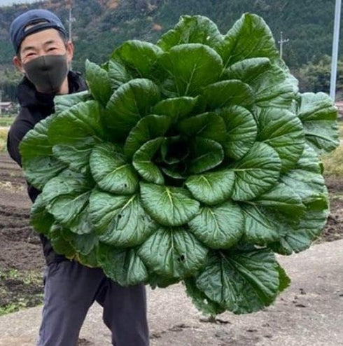 SeedsUP 300+ Seeds Four Season Spinach Viroflay Giant - Vegetable Green