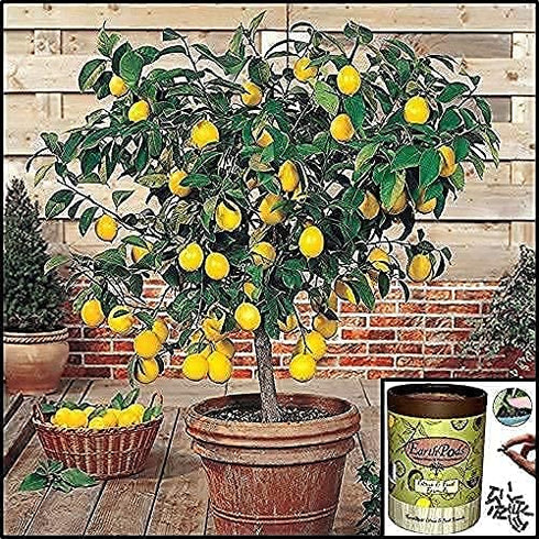 100 EarthPods Organic Fruit Tree & Citrus Fertilizer Spikes Plant Food Capsules - Made in USA