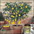 100 EarthPods Organic Fruit Tree & Citrus Fertilizer Spikes Plant Food Capsules - Made in USA