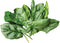 Burpee A La Carte Hybrid Spinach Seeds 300 seeds