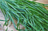 Generic 500 2+ Garlic Chive seeds for planting Heirloom Non-GMO grams Also Known as Chinese Chives Garden Vegetable