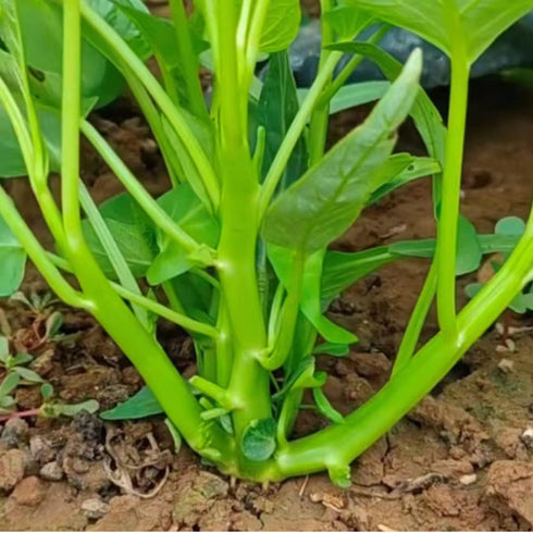 2000+ Kong Xin CAI Vegetable Seeds Water Spinach Kangkong Delicious Vegetable Seeds for Green Leaf Planting Garden