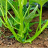 2000+ Kong Xin CAI Vegetable Seeds Water Spinach Kangkong Delicious Vegetable Seeds for Green Leaf Planting Garden
