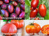 Harley Seeds 30 16 This is A Mix Rainbow Deluxe Tomato Seeds Mix Varieties, Heirloom Non-GMO, Indeterminate, Old