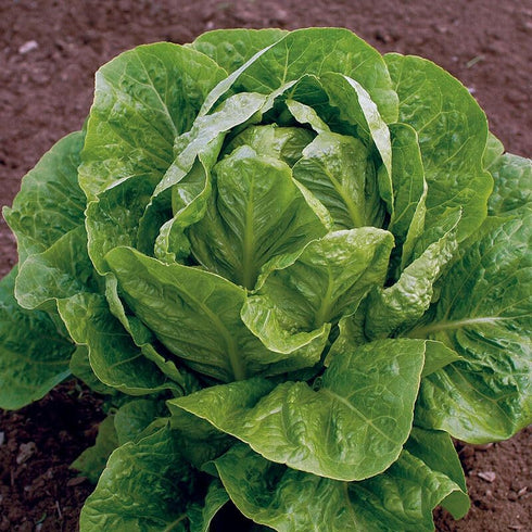 Generic 500+ Organic Romaine Lettuce Seeds Seeds