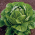 Generic 500+ Organic Romaine Lettuce Seeds Seeds
