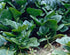 Malabar Spinach (100 Mixed - Homegrown in The USA - Fresh Seeds - Both Varieties - RED & Green Blend - Vine Spinach