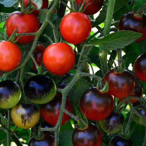 Pack 10 Park Seed Cherry Tomato Seeds, Planting Vegetables, Easy to Grow, Non-GMO, Variety of Colors and Sizes, Spring