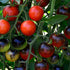 Pack 10 Park Seed Cherry Tomato Seeds, Planting Vegetables, Easy to Grow, Non-GMO, Variety of Colors and Sizes, Spring