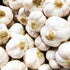 4 Heirloom Hardneck Garlic Bulbs for Planting - Pack Music Garlic Bulbs