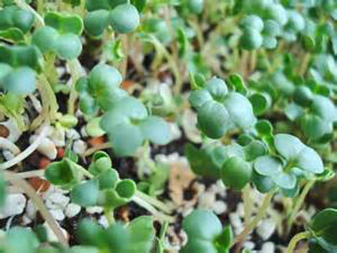 (2 Country Non-GMO Broccoli Seeds for Sprouting Sprouts Microgreens Ounces of Pure Seed). Creek LLC. Brand.
