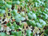 (2 Country Non-GMO Broccoli Seeds for Sprouting Sprouts Microgreens Ounces of Pure Seed). Creek LLC. Brand.