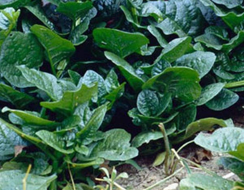 Malabar Spinach alba (200 Mixed Seeds - Red & Green - Basella Leafy Green and Red Varieties Non-GMO Open Pollinated