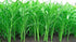 (250 Kong Xin CAI Seeds Seeds) - Green Leaf Vegetable Seeds for Planting Garden - Non-GMO Choy Ong Seeds - Ships from
