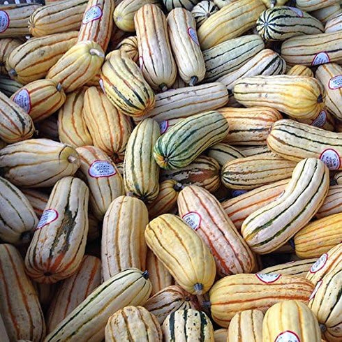 Seedville 50 Delicata Squash Striped Sweet Potato Cucurbita Pepo Vegetable Seeds