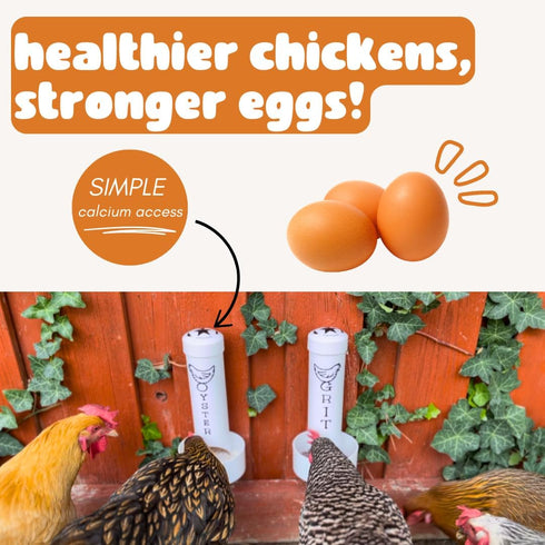 Revolutionary Chicken Oyster Shell Feeder for Chickens
