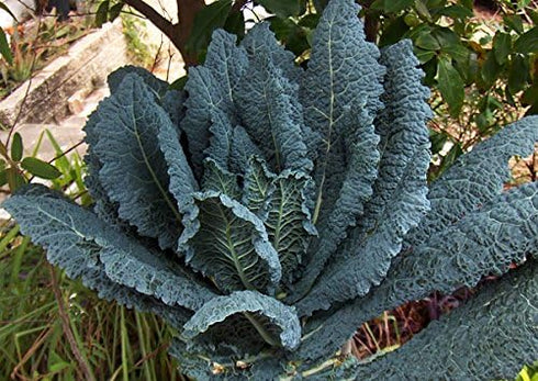 Harley Seeds 1000 Kale Mixed Seeds, This is a Mix Dwarf Blue Curled, Lacinato Dinosaur, Siberian Dwarf, Russian Red
