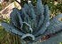 Harley Seeds 1000 Kale Mixed Seeds, This is a Mix Dwarf Blue Curled, Lacinato Dinosaur, Siberian Dwarf, Russian Red