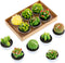 Swpeet 12Pcs Decorative Succulent Cactus Tealight Candles Kit, Cute Smokeless Plants for Festival Wedding Props