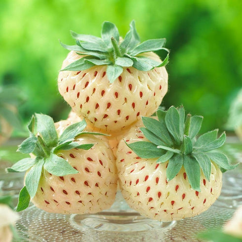 Votaniki #1 (20 Pack) Pineberry White Strawberry - Perennial Strawberry Grade Bare Root Ready to Plant | Edible