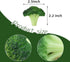 6 Fake Broccoli Slice Artificial Vegetables Simulation Plastic Lifelike for House Kitchen Party Pub Decoration Cabinet