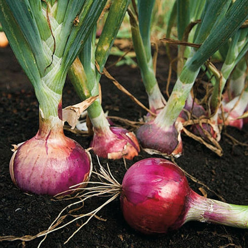 Sets (Bulbs) 1 Set 2026 TomorrowSeeds - Karmen Red Onion Seeds - Pound - Variable Sizes - for Planting Gardening Sweet