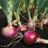 Sets (Bulbs) 1 Set 2026 TomorrowSeeds - Karmen Red Onion Seeds - Pound - Variable Sizes - for Planting Gardening Sweet