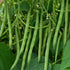 50 Summer Contender Bush Bean Seeds (Phaseolus vulgaris) Non-GMO Heirloom Seeds by Islas Garden Seeds, Early-Maturing