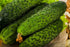 SEEDS4PLANTING F1 45 Seeds Rare Cucumber Titus Days Vine Pickling Vegetable Non GMO