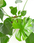 6 Inch Shop Succulents Monstera Deliciosa Swiss Cheese Plant, Live Indoor Plant, Easy to Grow Split Leaf Houseplant