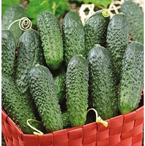 CEMEHA SEEDS F1 Cucumber Indoors Vine Self-pollinated Vegetable Organic Non-GMO