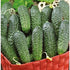 CEMEHA SEEDS F1 Cucumber Indoors Vine Self-pollinated Vegetable Organic Non-GMO