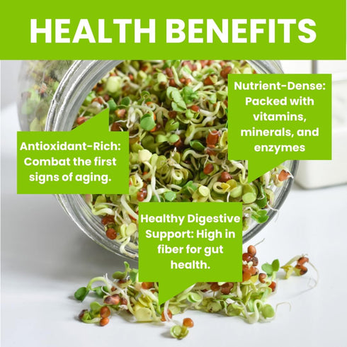 (0.5 lb) ZestiGreens Fresh Sprouting Seeds Mix Broccoli, Alfalfa, Radish, Clover Seeds in Food Grade Colorful Container