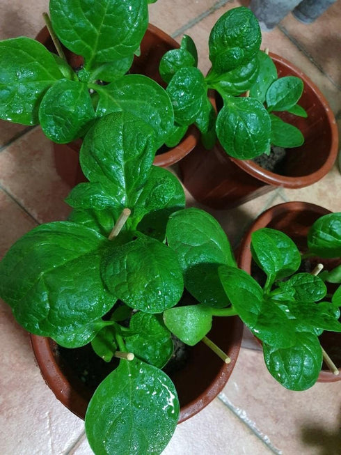 93% Gaea's Blessing Seeds - Malabar Spinach Seeds - Non-GMO Seeds with Easy to Follow Planting Instructions - Heirloom
