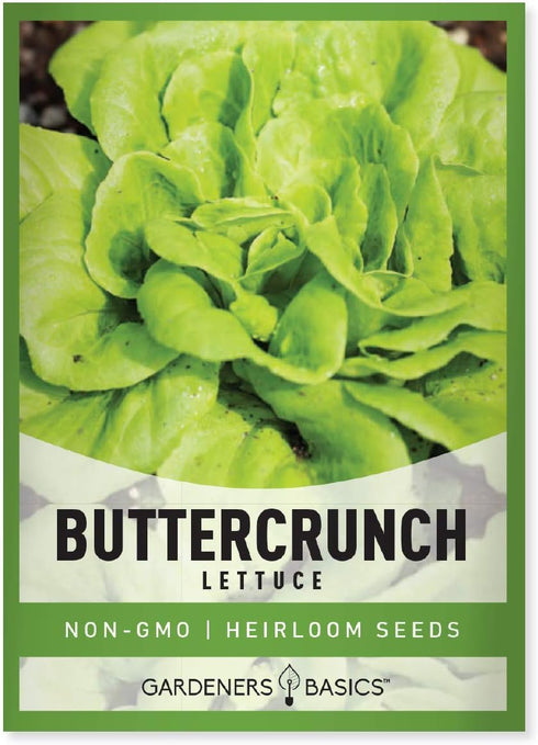 Gardeners Basics, 2000+ Buttercrunch Lettuce Seeds for Planting - Butterhead Boston Bibb
