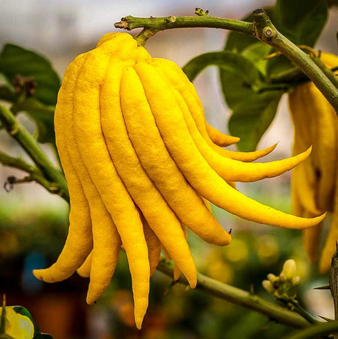 Buddha's Hand Citrus Tree - Indoors/Out - No Ship to Tx,Fl,Az,Ca,La,Hi -
