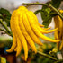 Buddha's Hand Citrus Tree - Indoors/Out - No Ship to Tx,Fl,Az,Ca,La,Hi -