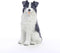 Conversation Concepts Border Collie Miniature Dog Figurine