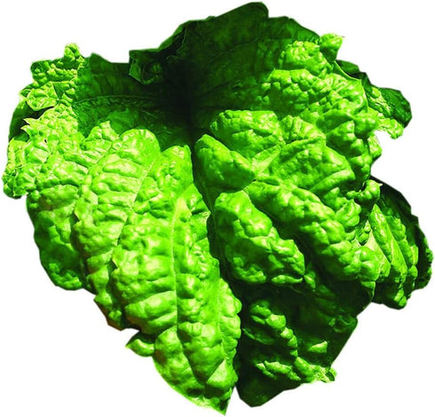 Park Seed Basil Herb Plant Seeds, Easy to Grow, Variety of Colors,
