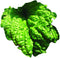 Park Seed Basil Herb Plant Seeds, Easy to Grow, Variety of Colors,