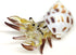 Seashell Hermit Crab Miniature Figurines Beach Animals Hand Blown Glass Art Collectible Gift Decorate - Spotted Babylon