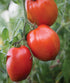 50 Burpee 'Big Mama' Hybrid, Large Red Paste Tomato, Non-GMO Seeds