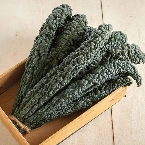 Generic 100+ Organic Dinosaur Kale Seeds Seeds