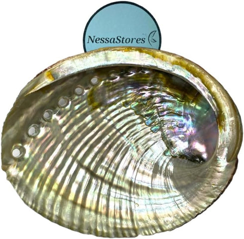 1 Abalone Shell 4 to 5 Inches | All Natural Smudge Bowl for Smudge Sticks, Incense, and Sage Smudge Kit. JC-011