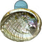 1 Abalone Shell 4 to 5 Inches | All Natural Smudge Bowl for Smudge Sticks, Incense, and Sage Smudge Kit. JC-011
