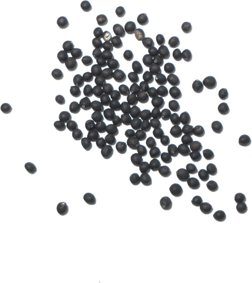 (1 Pack) Seed Needs Sage Seeds for Planting Broad Leaved Herbs - Non-GMO Heirloom & Untreated Culinary Herb Seed