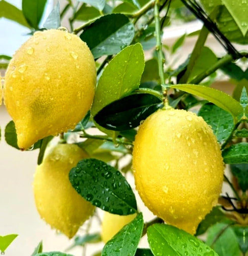 BULBORIUM 30PCS Meyer Lemon Seeds Delicious Fruit Citrus Fruit Garden Tree Seeds Heirloom